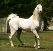Photo: arabian stallion arabian stallion
