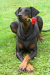red rose and dobermann
