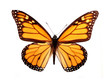monarch butterfly
