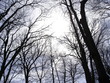 foret