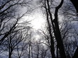 arbres
