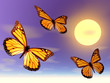 butterflies in flight