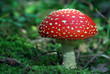 fliegenpilz