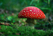 fliegenpilz