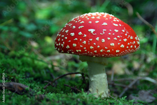 Photo : fliegenpilz fliegenpilz
