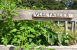 vegetable garden