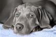 müder weimaranerwelpe