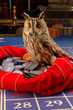 owl