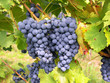 blaue weintrauben blaue weintrauben