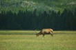 yellowstone elk