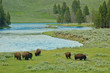 yellowstone bison