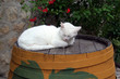 cat sleeping on the barrel