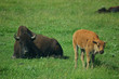 yellowstone bison
