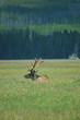 yellowstone elk