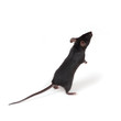 little mouse little mouse