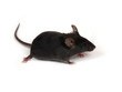 little mouse