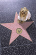 dog star dog star