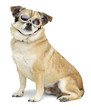 dog wearing goggles. dog wearing goggles.