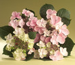 bouquet of flowers bouquet of flowers