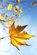 Foto: autumn leaves autumn leaves