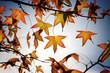 Foto: autumn leaves autumn leaves