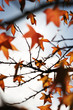 Foto: autumn leaves autumn leaves