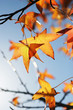 Foto: autumn leaves autumn leaves