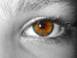 yeux marrons