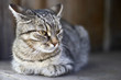 cat