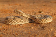 horned adder horned adder