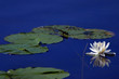 blooming flower