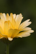 bedewed marigold