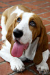 Photo en ligne au meilleur prix basset hound