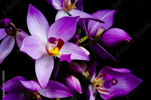 Photo: orchids orchids