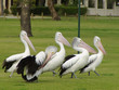 pelicans
