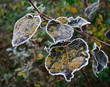 Photo: leaves in hoarfrost leaves in hoarfrost
