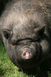 hängebauchschwein