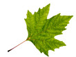 leaves