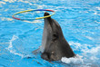 dolphin
