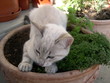 chaton