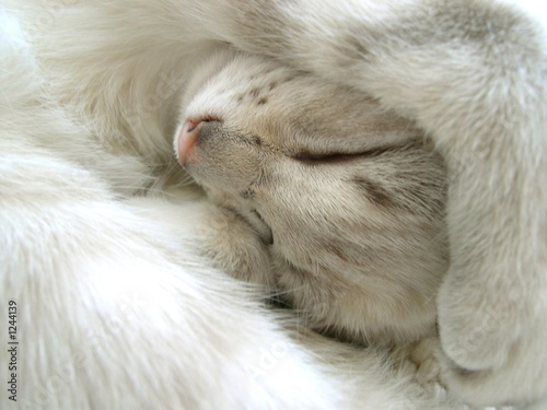 chaton endormi