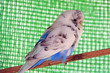Foto: wellensittich3 wellensittich3