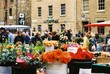 potted flowers on sale, hobart