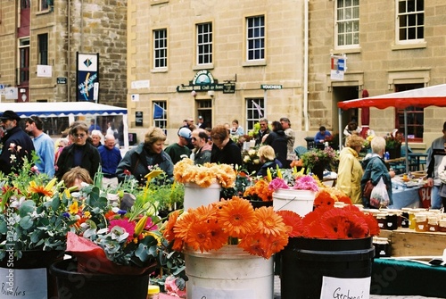 potted flowers on sale, hobart