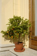 wild orange-tree