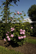 blossoming roses bush