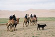 camels
