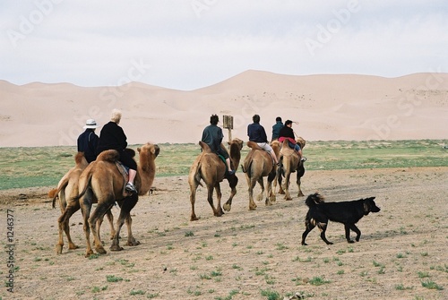 camels camels