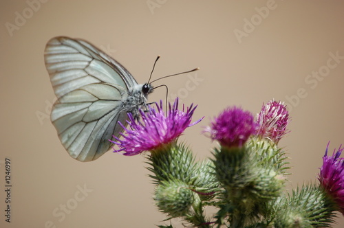 Photo: mariposa modelo mariposa modelo