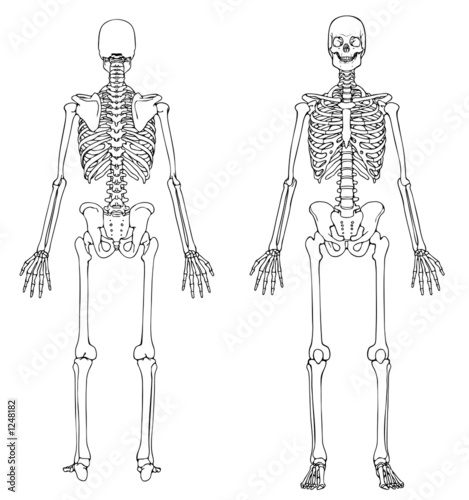 human skeleton drawing. human skeleton front and back